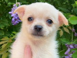 Chiots Pomchi à vendre