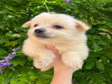 Chiots Pomchi à vendre