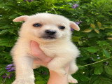 Chiots Pomchi à vendre