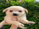 Chiots Pomchi à vendre