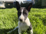 Chiots Basenji LOF à vendre