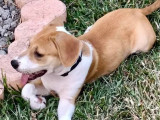À adopter : chiot mâle fauve et blanc