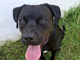 À accueillir : chien au pelage noir