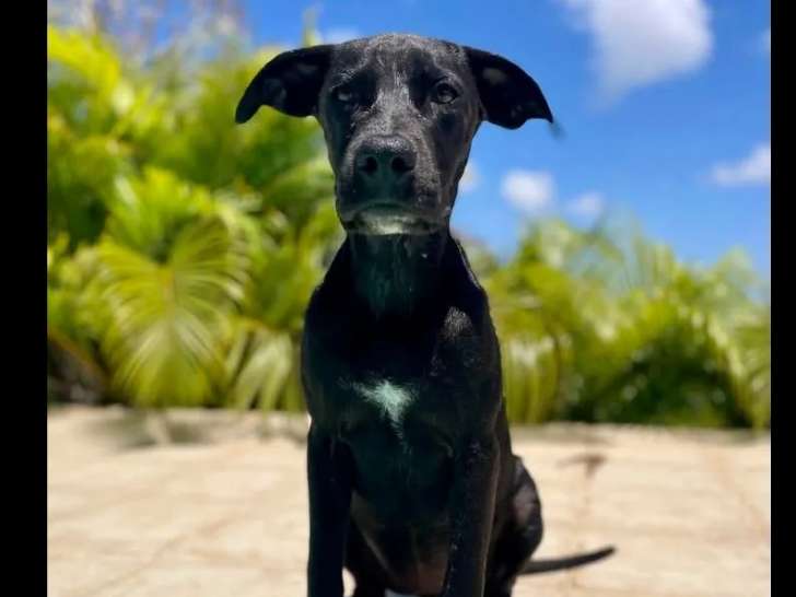 En quête d'une famille : chiot femelle de 8 mois