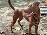 Adoption disponible : chiot mâle Shar-Peï chocolat