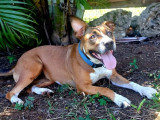 À la recherche d'une famille : chienne fauve et blanche