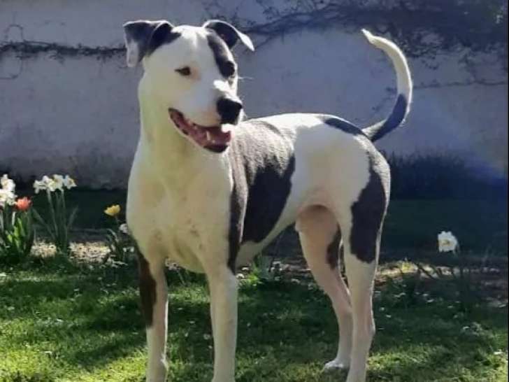 Chien noir et blanc à adopter