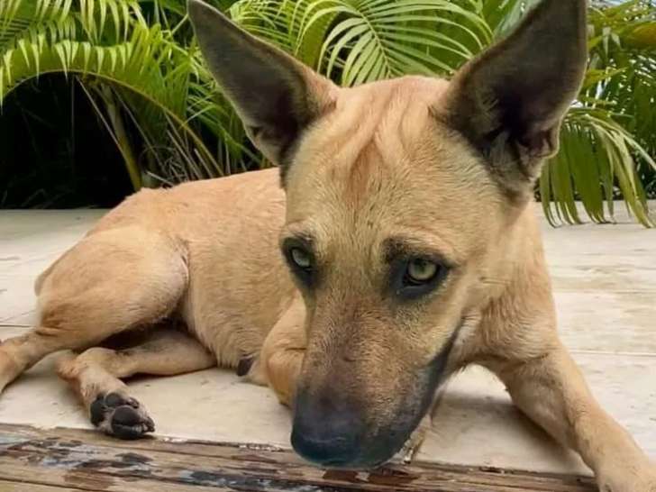 Chienne beige disponible à l'adoption