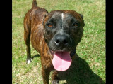 Chienne de 4 ans prête pour l'adoption