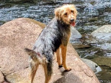 Adoption disponible : chienne noire et beige