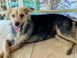 Adoption disponible : chienne noire et beige