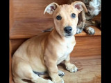 À adopter, chiot mâle de 4 mois