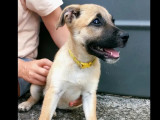 Disponible à l'adoption, chiot femelle fauve charbonné