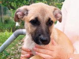 Disponible à l'adoption, chiot femelle fauve charbonné