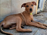 En attente d'adoption, chiot femelle fauve