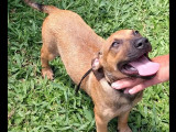 Prêt pour l’adoption, chiot mâle Berger Créole de 3 mois