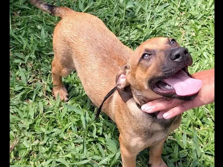 Prêt pour l’adoption, chiot mâle Berger Créole de 3 mois