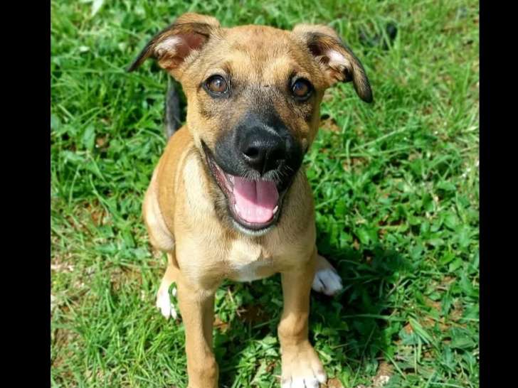 En attente d’une famille, chiot femelle de 3 mois