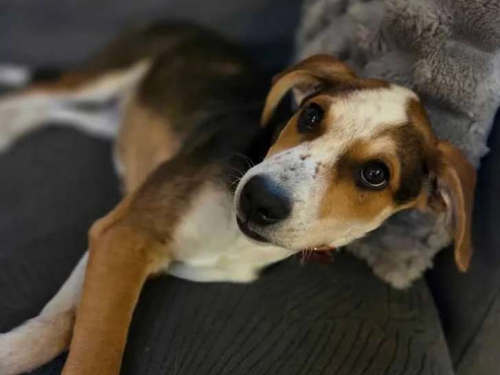 À accueillir, chiot mâle Berger Créole tricolore