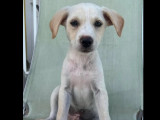 En quête d'un foyer, chiot mâle blanc