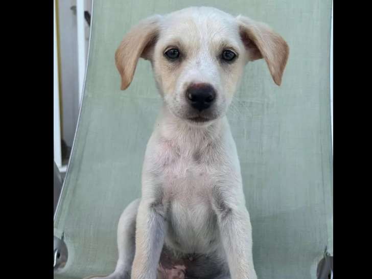 En quête d'un foyer, chiot mâle blanc