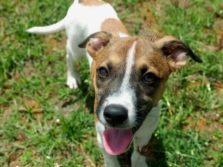 À la recherche d'un foyer, chiot femelle fauve et blanc