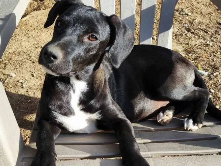 Adoption disponible : chiot femelle de 5 mois