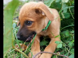 À adopter : chiot mâle fauve charbonné