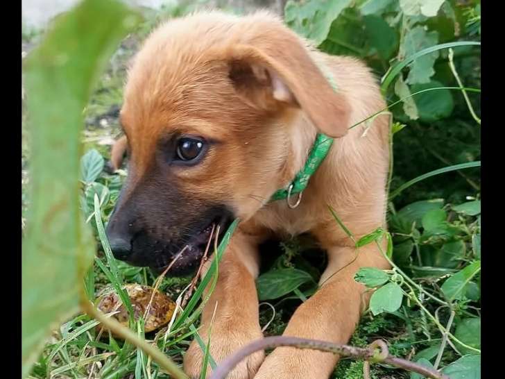 À adopter : chiot mâle fauve charbonné
