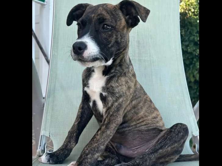 Disponible à l'adoption : chiot mâle de 4 mois
