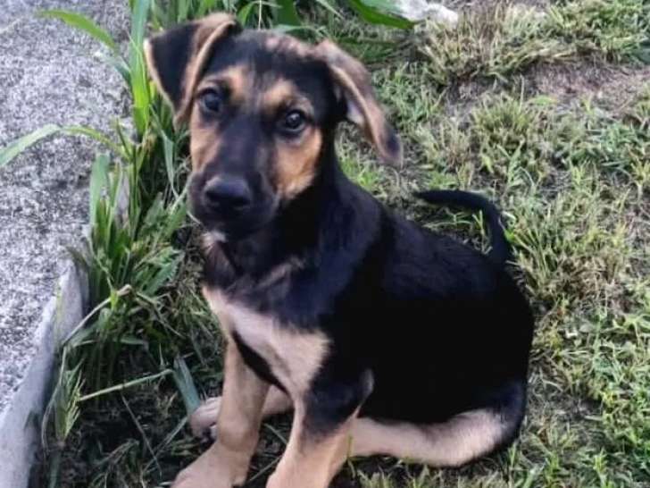 En attente d'adoption : chiot mâle noir et feu