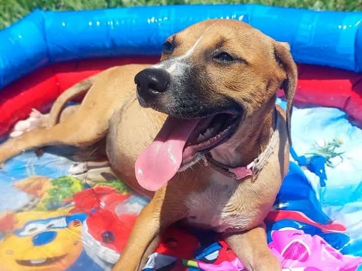 Prêt pour l'adoption : chiot femelle de 3 mois