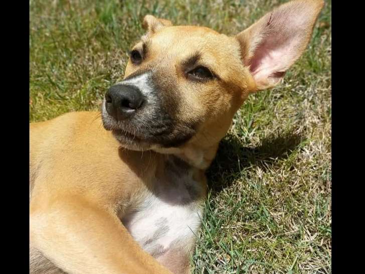 À accueillir : chiot femelle fauve charbonné