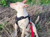 En quête d’une famille : chiot femelle de 5 mois