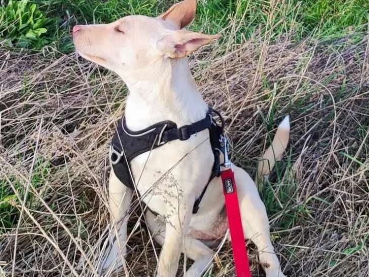 En quête d’une famille : chiot femelle de 5 mois