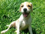 À la recherche d'un foyer : chiot femelle de 3 mois