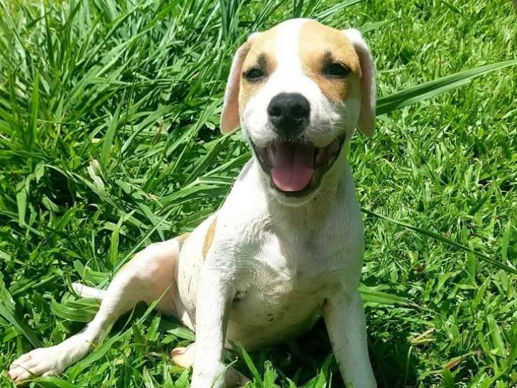 À la recherche d'un foyer : chiot femelle de 3 mois