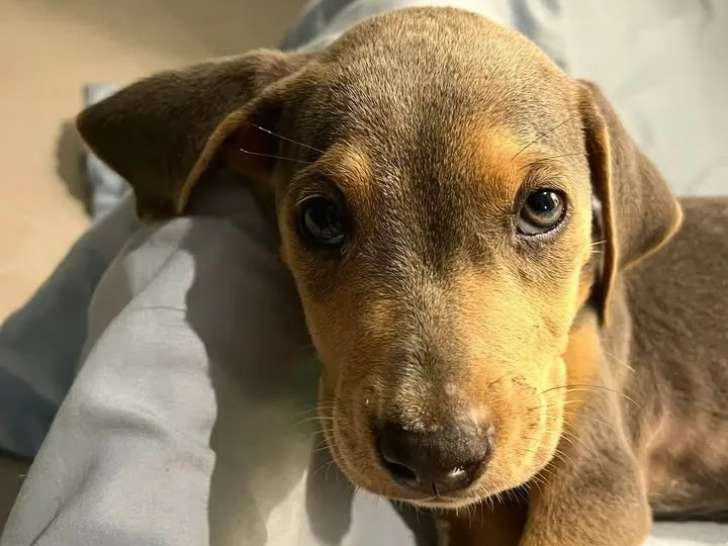 Adoption disponible : chiot femelle de 3 mois