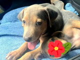 Adoption disponible : chiot femelle de 3 mois