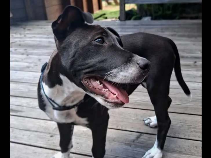 Chiot femelle noir avec marque blanche à adopter