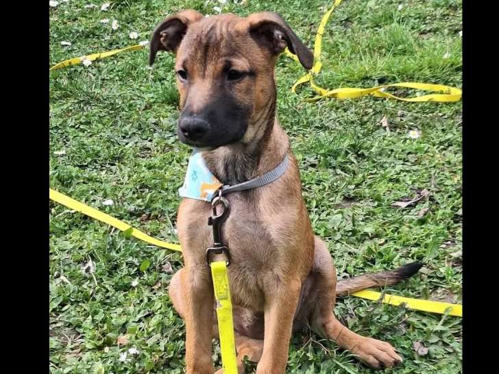 Chiot femelle fauve charbonné disponible à l'adoption