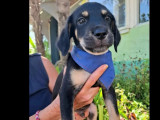 Chiot mâle noir et beige en attente d'une famille