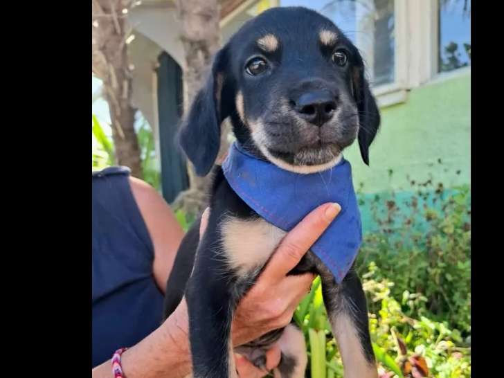 Chiot mâle noir et beige en attente d'une famille