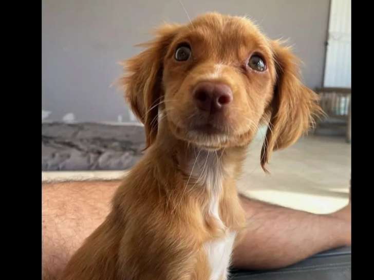 Chiot femelle de 2 mois à accueillir
