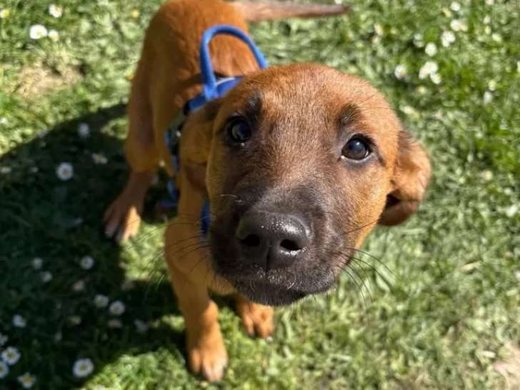 Chiot femelle de 4 mois à la recherche d'un foyer