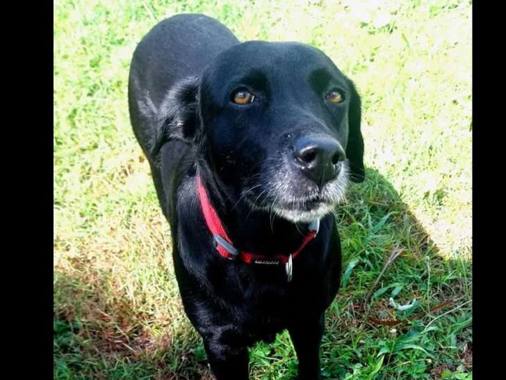 Adoption disponible : chienne de 4 ans