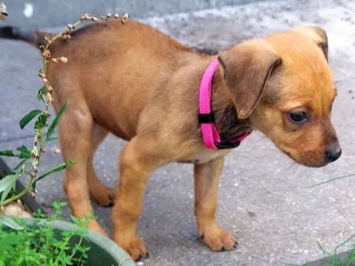 Chiot femelle fauve charbonné à la recherche d'une famille