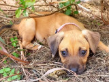 À adopter, chiot femelle de 3 mois