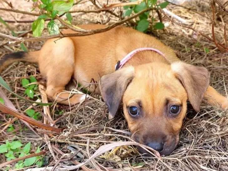 À adopter, chiot femelle de 3 mois