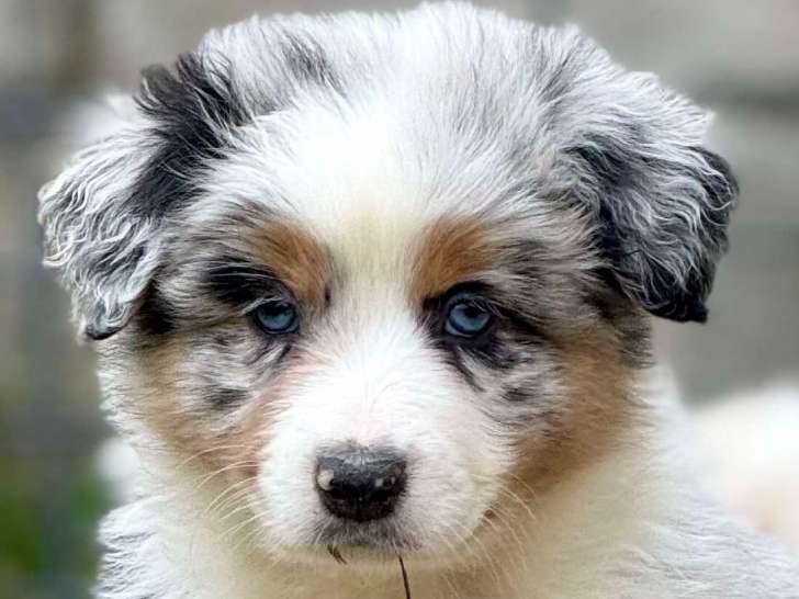 Chiots Berger Australien avec pedigree à vendre